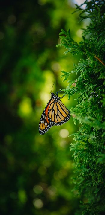 butterfly, vegetation Wallpaper 1080x2220