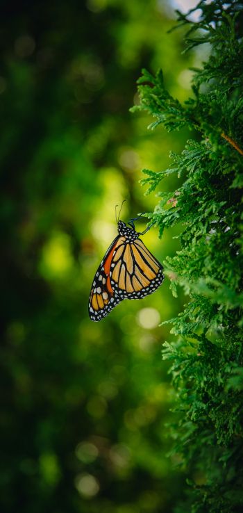 butterfly, vegetation Wallpaper 720x1520