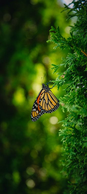 butterfly, vegetation Wallpaper 720x1600