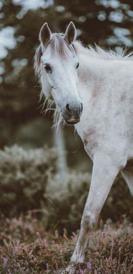horse, mammal Wallpaper 1440x2960