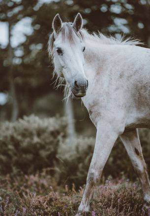 horse, mammal Wallpaper 1640x2360