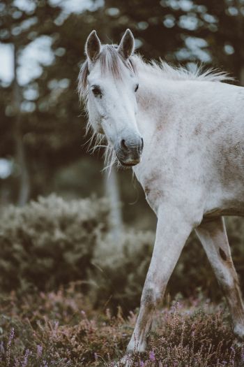horse, mammal Wallpaper 640x960