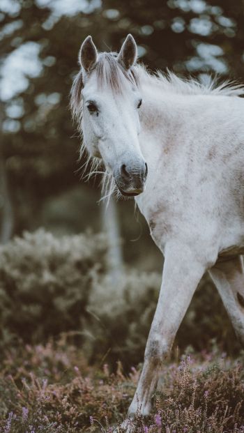 horse, mammal Wallpaper 640x1136