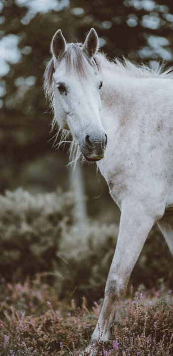 horse, mammal Wallpaper 1080x2220
