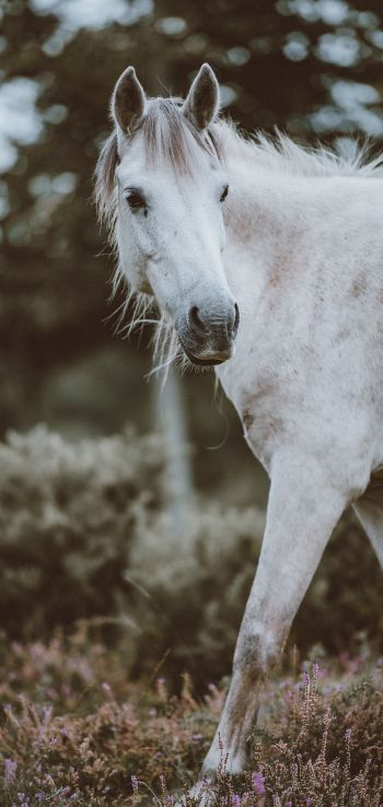 horse, mammal Wallpaper 1080x2280