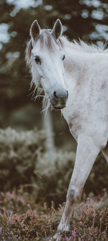 horse, mammal Wallpaper 1080x2400