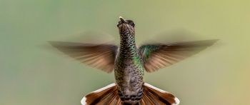 hummingbirds, bird Wallpaper 2560x1080