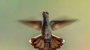 hummingbirds, bird Wallpaper 2048x1152