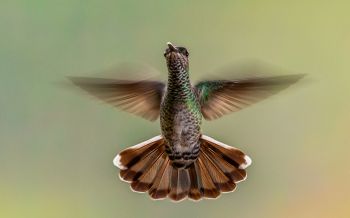 hummingbirds, bird Wallpaper 2560x1600