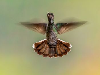 hummingbirds, bird Wallpaper 1024x768