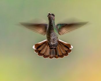 hummingbirds, bird Wallpaper 1280x1024