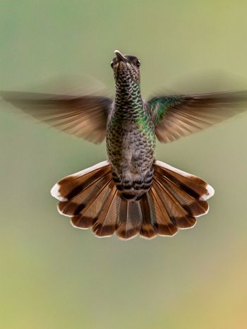 hummingbirds, bird Wallpaper 1536x2048