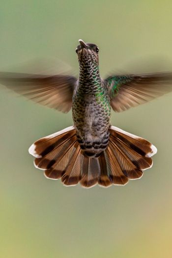 hummingbirds, bird Wallpaper 640x960