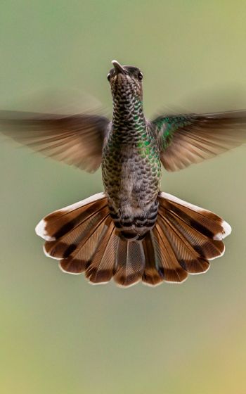 hummingbirds, bird Wallpaper 800x1280