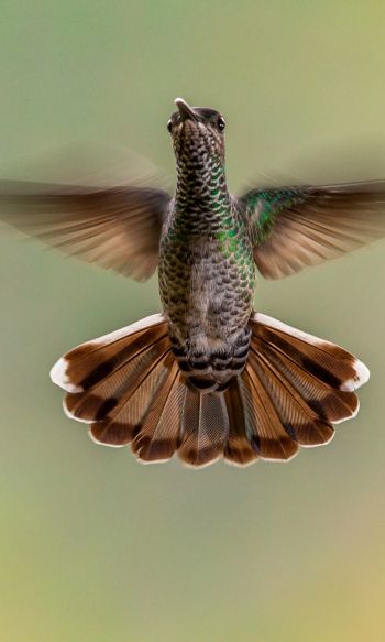 hummingbirds, bird Wallpaper 1200x2000
