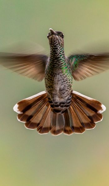 hummingbirds, bird Wallpaper 600x1024
