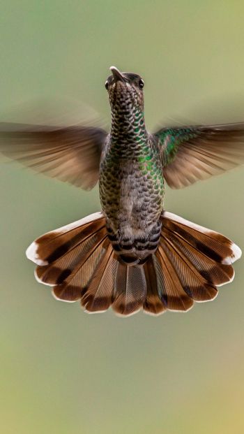 hummingbirds, bird Wallpaper 640x1136