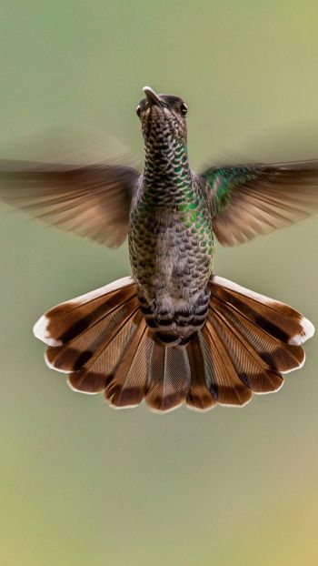 hummingbirds, bird Wallpaper 720x1280