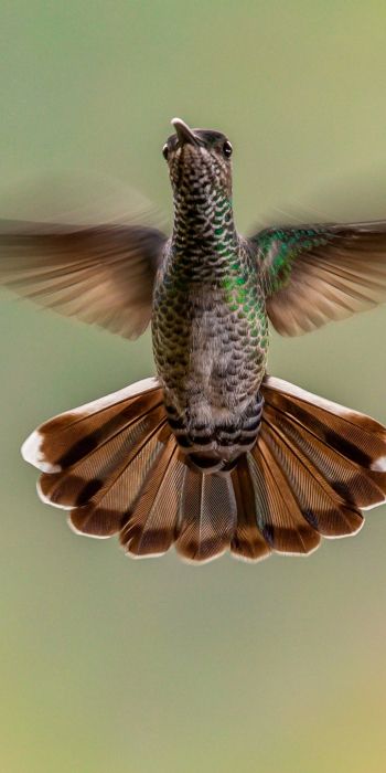 hummingbirds, bird Wallpaper 720x1440