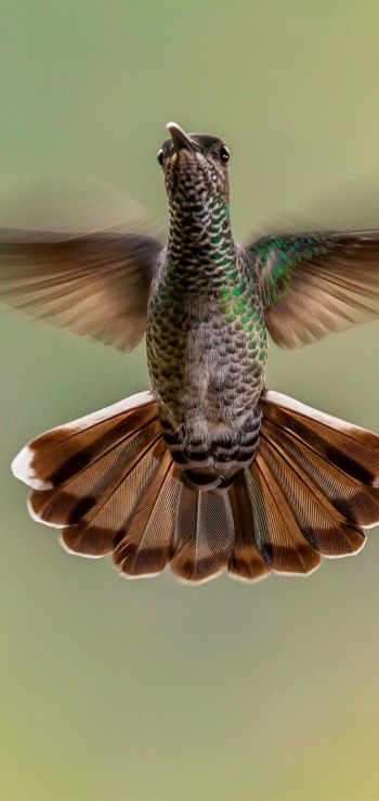 hummingbirds, bird Wallpaper 720x1520