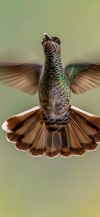 hummingbirds, bird Wallpaper 828x1792