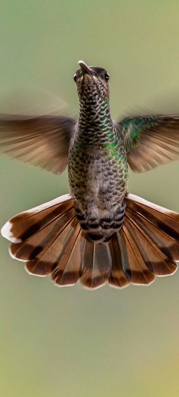 hummingbirds, bird Wallpaper 720x1600