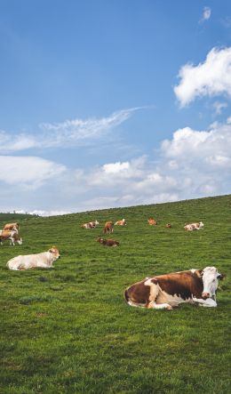 pasture, meadow, cows Wallpaper 600x1024
