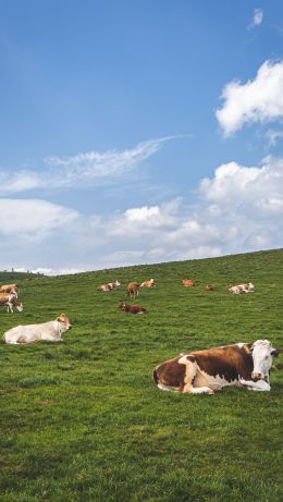 pasture, meadow, cows Wallpaper 640x1136