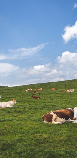 pasture, meadow, cows Wallpaper 1440x2960