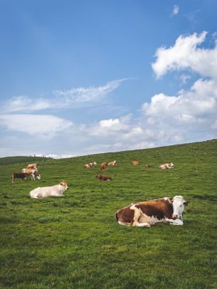 pasture, meadow, cows Wallpaper 1620x2160