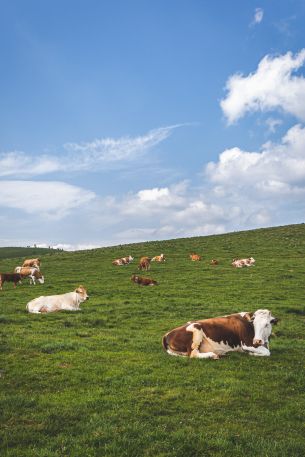 pasture, meadow, cows Wallpaper 640x960