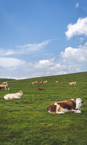 pasture, meadow, cows Wallpaper 1200x2000