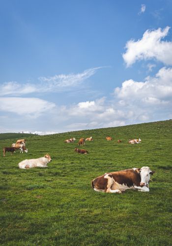 pasture, meadow, cows Wallpaper 1668x2388