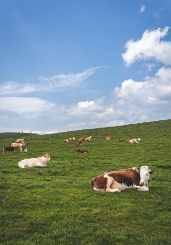 pasture, meadow, cows Wallpaper 1640x2360