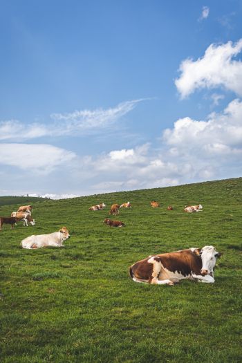 pasture, meadow, cows Wallpaper 640x960