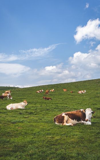 pasture, meadow, cows Wallpaper 1752x2800