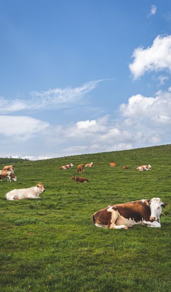 pasture, meadow, cows Wallpaper 600x1024