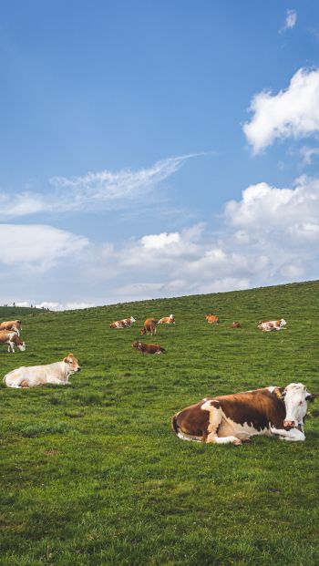 pasture, meadow, cows Wallpaper 640x1136
