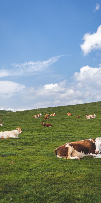 pasture, meadow, cows Wallpaper 720x1440