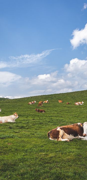 pasture, meadow, cows Wallpaper 1080x2220