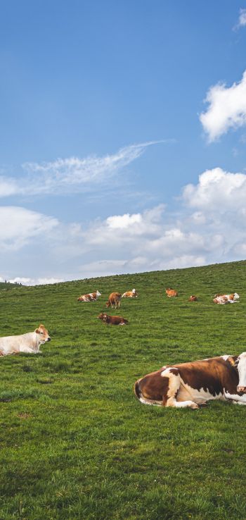 pasture, meadow, cows Wallpaper 1080x2280