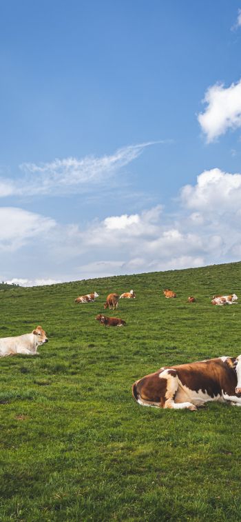 pasture, meadow, cows Wallpaper 828x1792