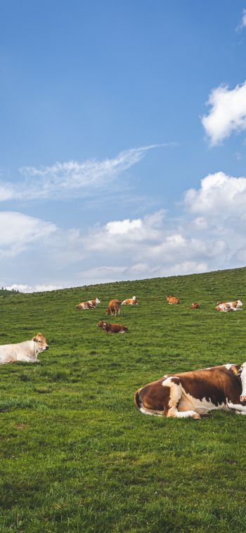 pasture, meadow, cows Wallpaper 1080x2340