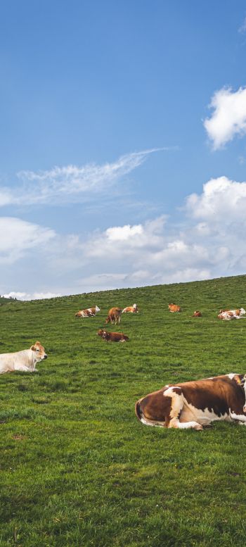 pasture, meadow, cows Wallpaper 1080x2400