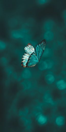 butterfly, wings, green Wallpaper 720x1440