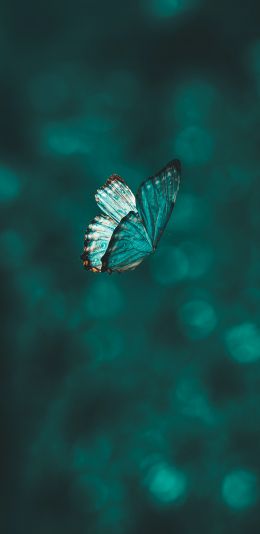 Обои 1080x2220 бабочка, крылья, зеленый