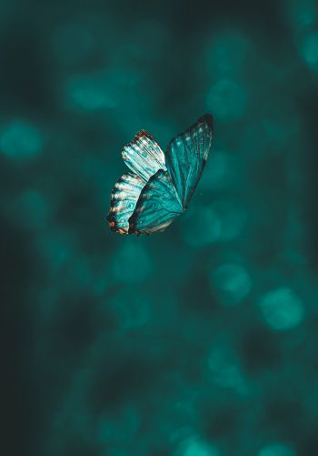 butterfly, wings, green Wallpaper 1668x2388