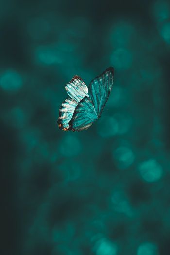 butterfly, wings, green Wallpaper 640x960