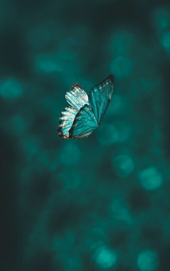 butterfly, wings, green Wallpaper 1752x2800