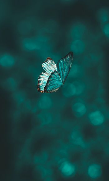 butterfly, wings, green Wallpaper 1200x2000
